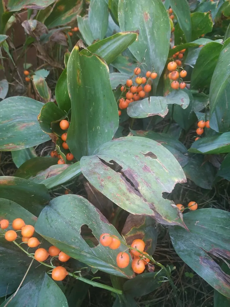 Чайная беседка