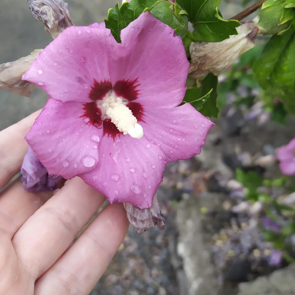 Чайная беседка