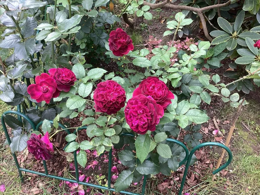Флора