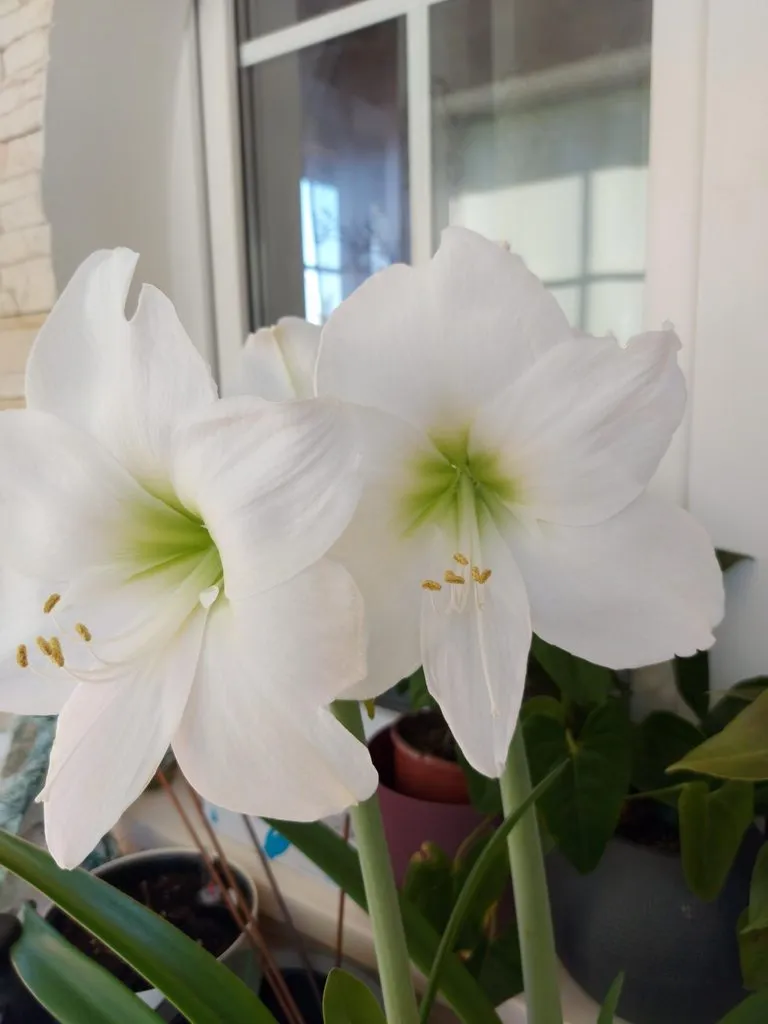 Пора выращивать рассаду