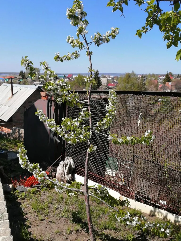 Чайная беседка