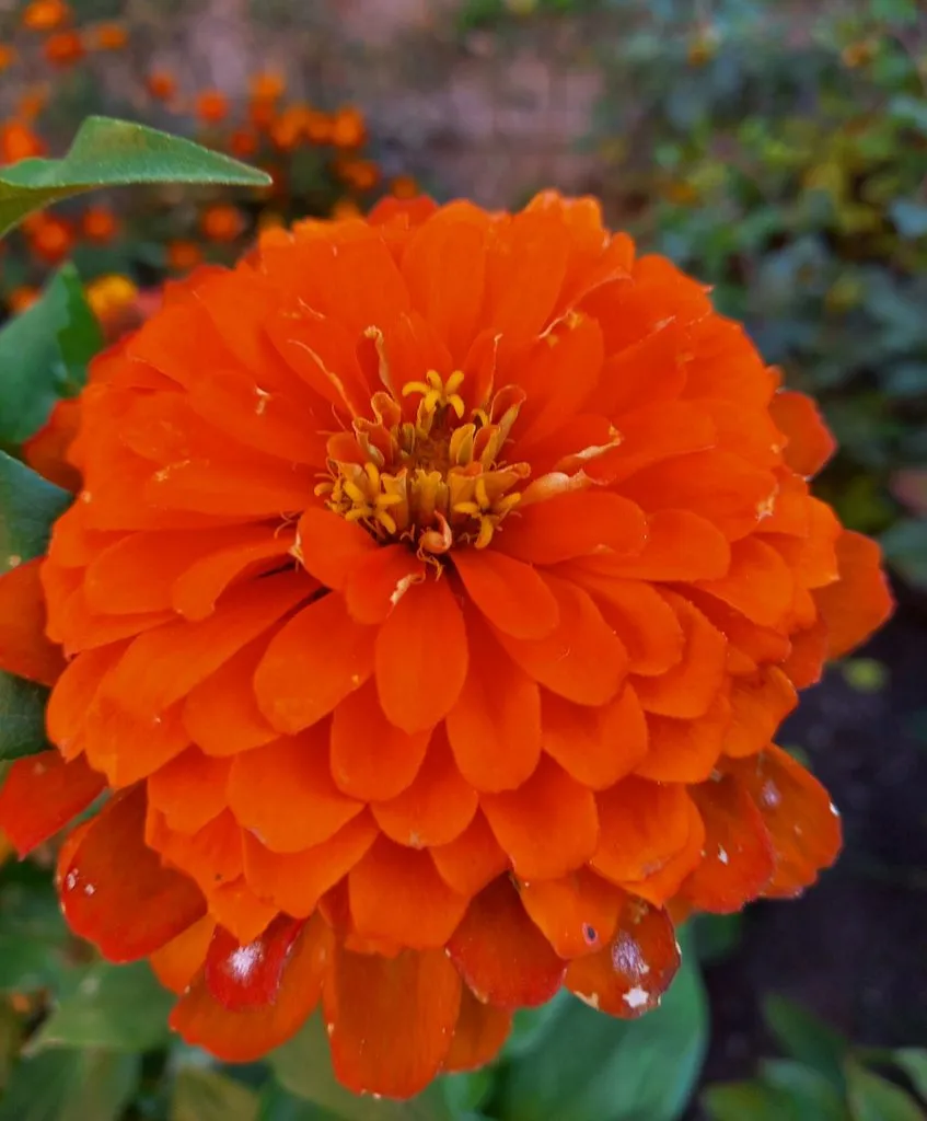 Чайная беседка