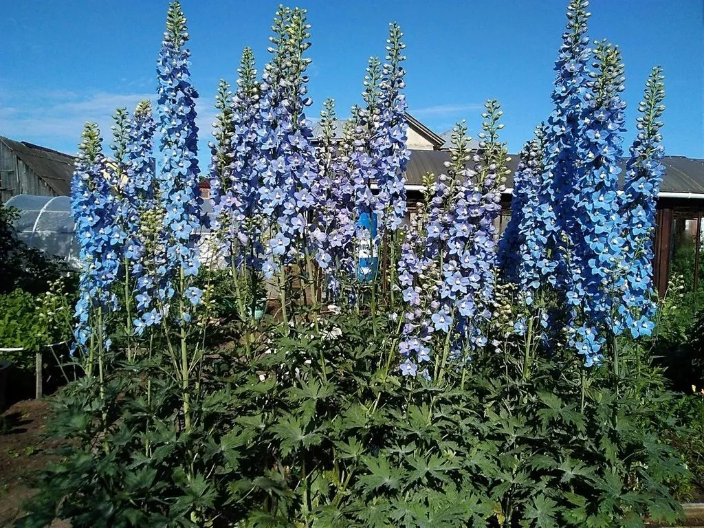 Флора