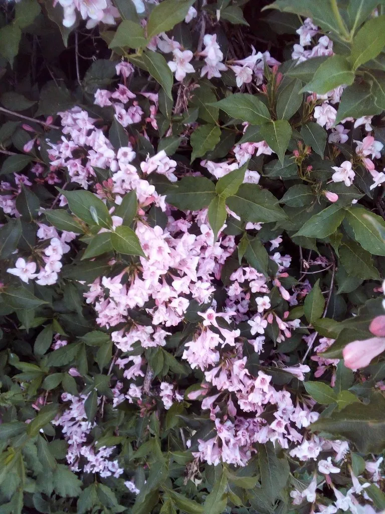 Чайная беседка