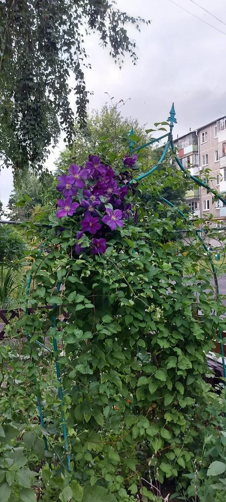 Чайная беседка