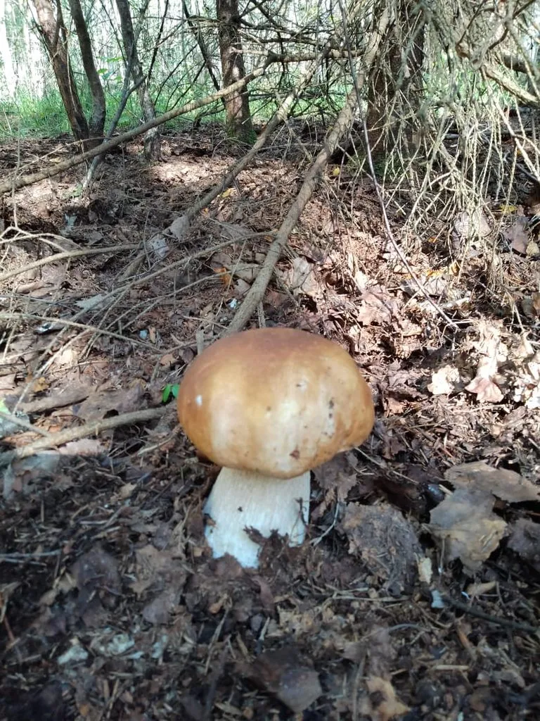 По грибы с лукошком