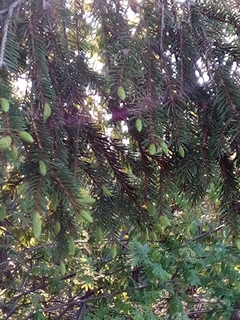 Чайная беседка