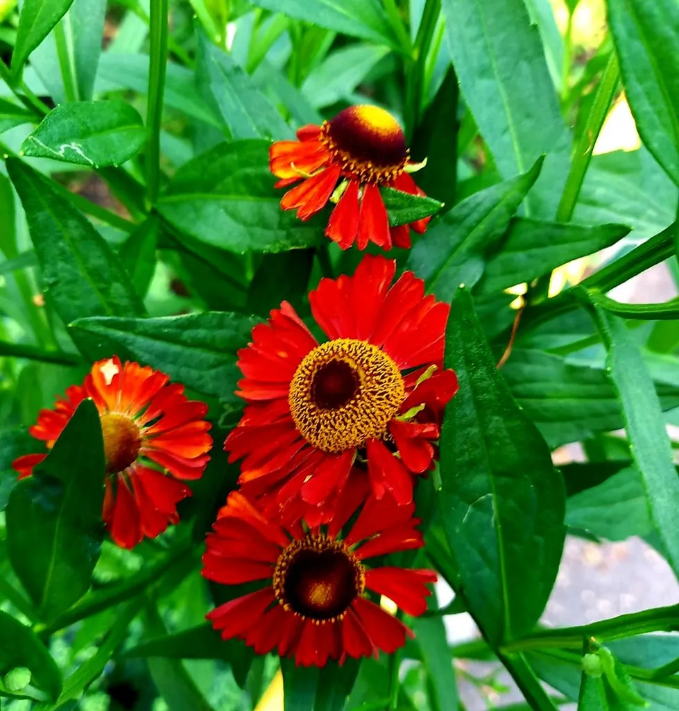 Чайная беседка