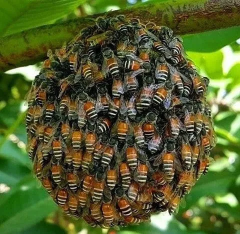 Эти забавные животные