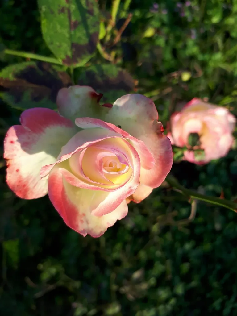 Чайная беседка