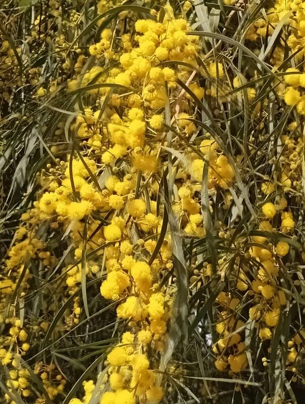 Чайная беседка