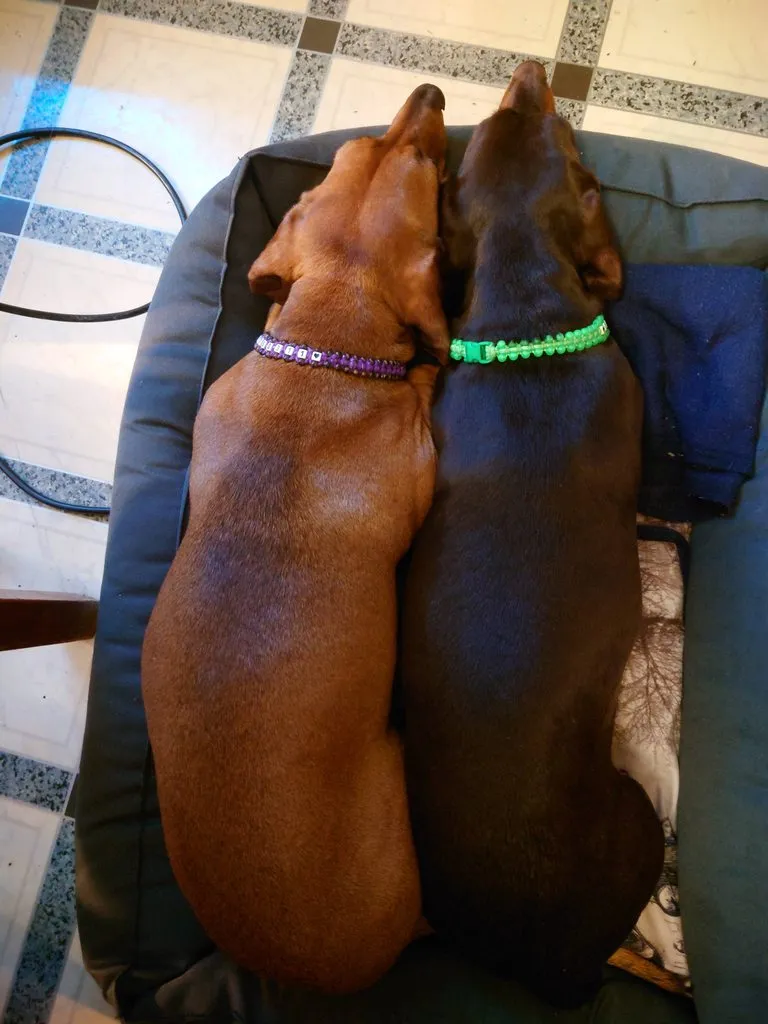 Живой Журнал Жульена