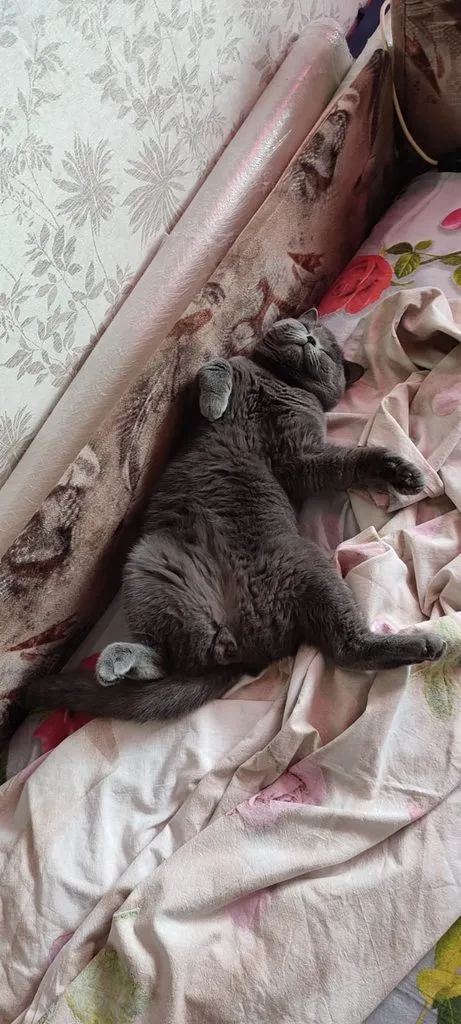 Tapтaлeтки & Ко