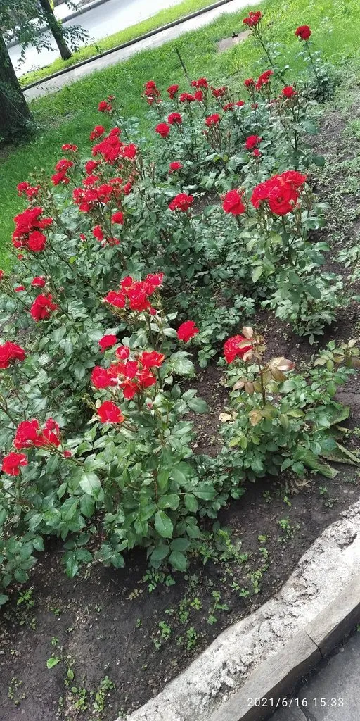 Tapтaлeтки & Ко