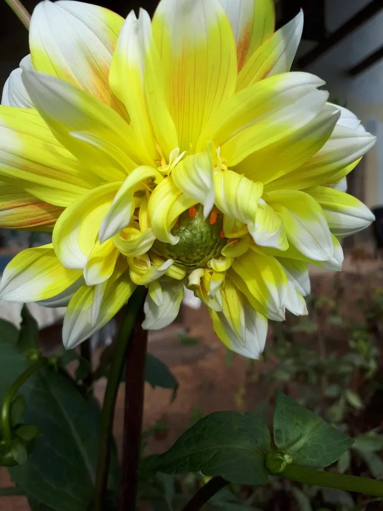 Чайная беседка