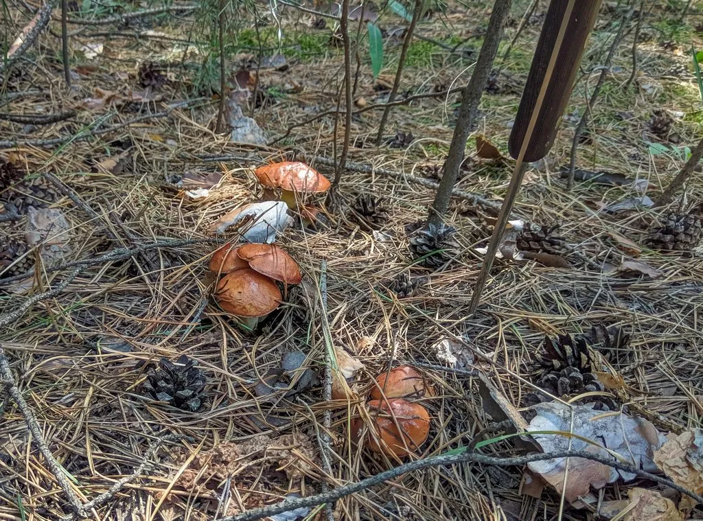 По грибы с лукошком