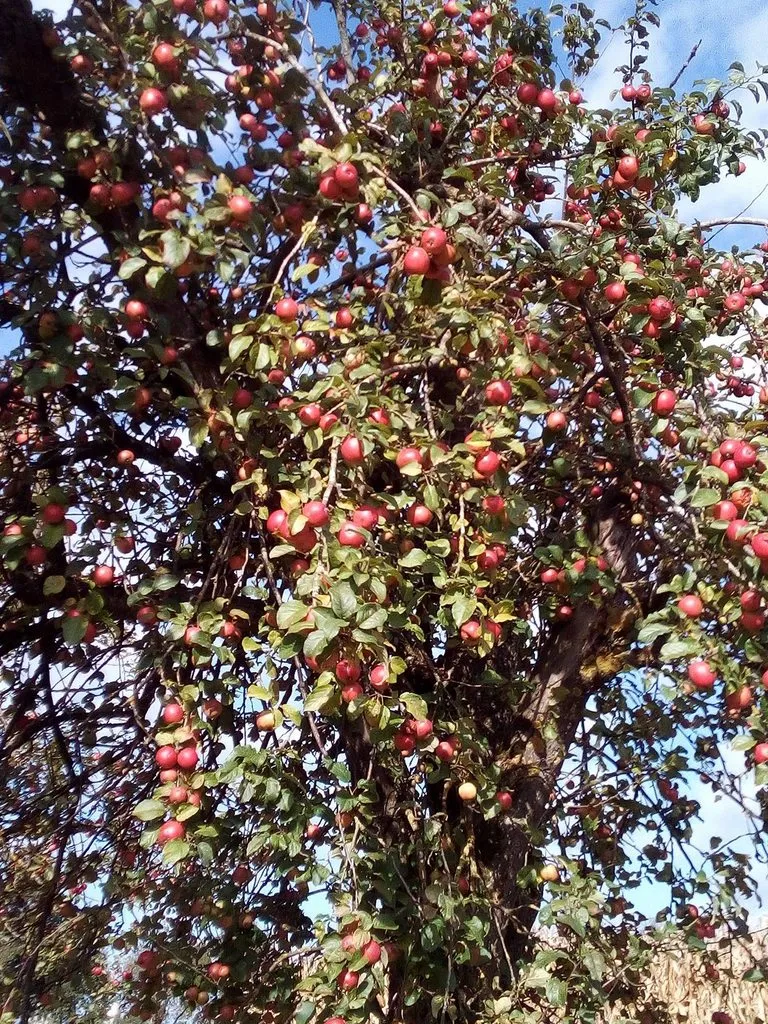 Чайная беседка