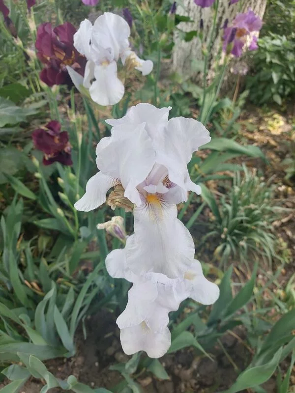 Чайная беседка