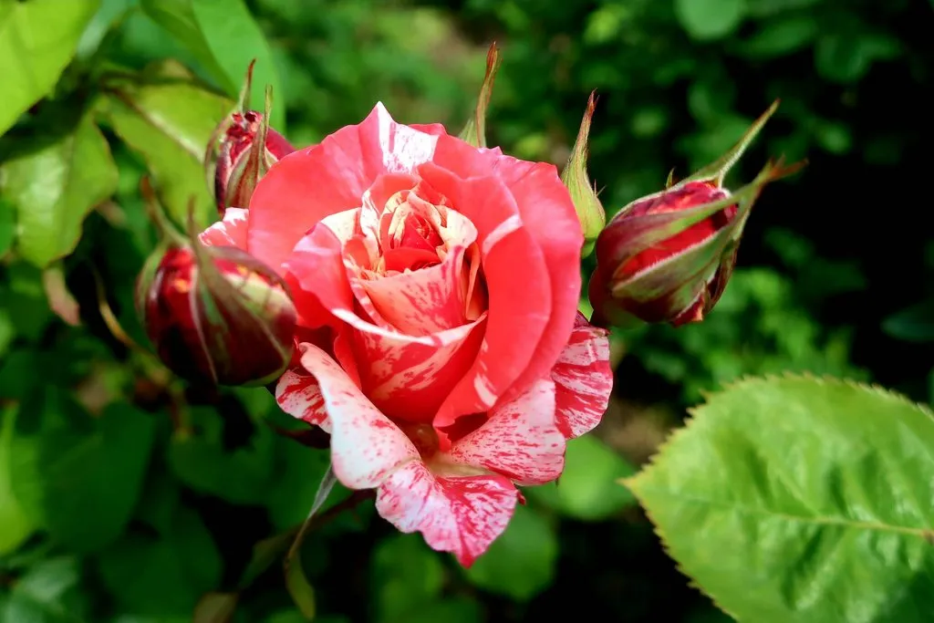 Чайная беседка