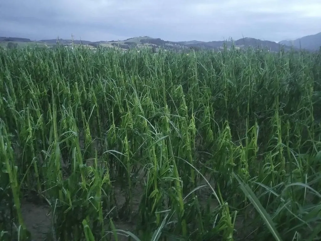 Чайная беседка