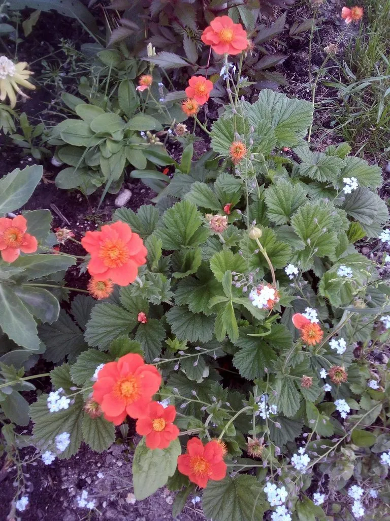 Чайная беседка