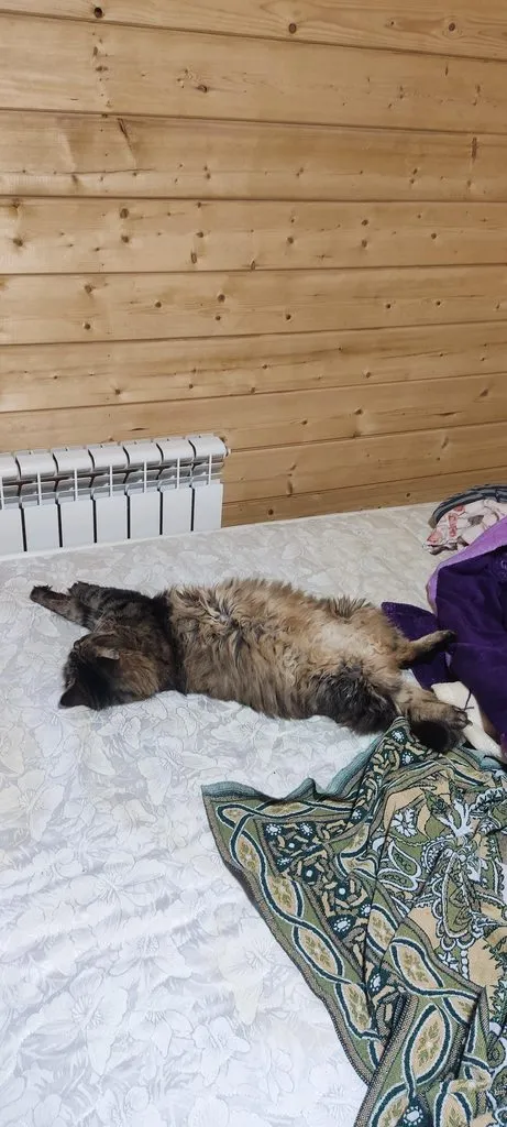 Tapтaлeтки & Ко