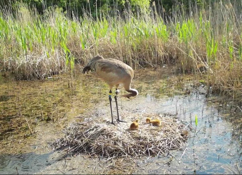 Чайная беседка