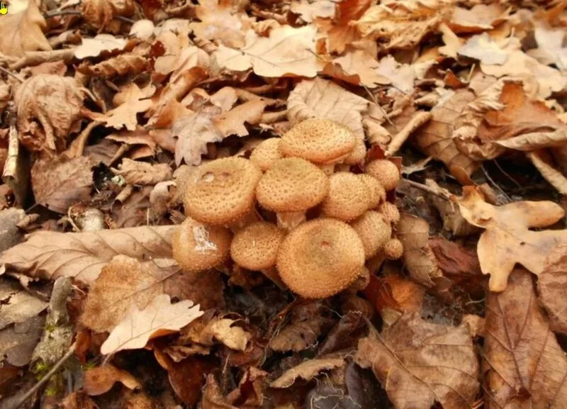 По грибы с лукошком