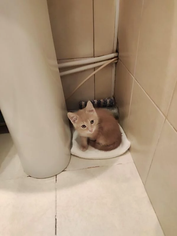 Чайная беседка