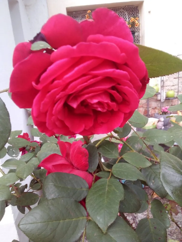 Чайная беседка