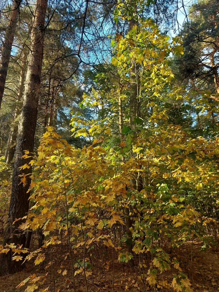 Чайная беседка