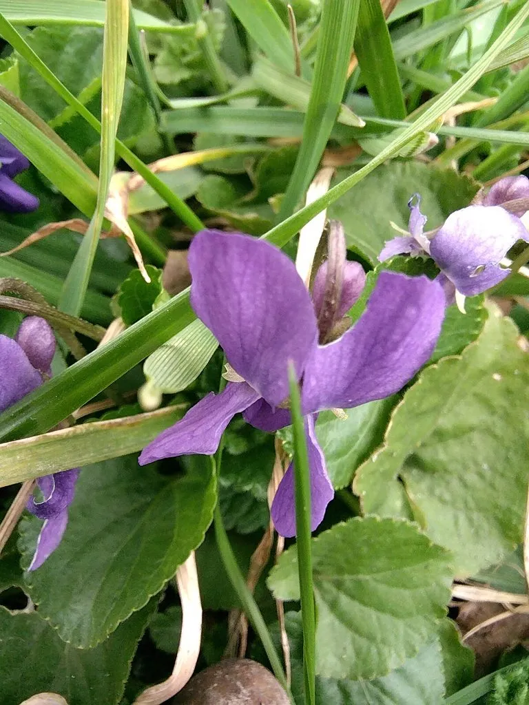 Чайная беседка