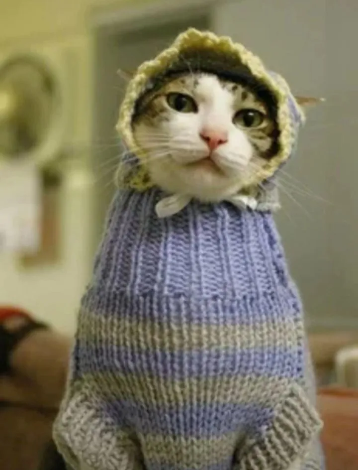 Кошичкина полиция