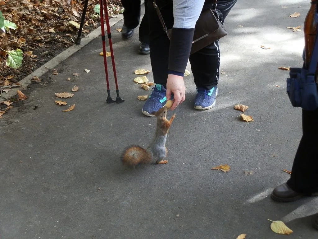 Чайная беседка