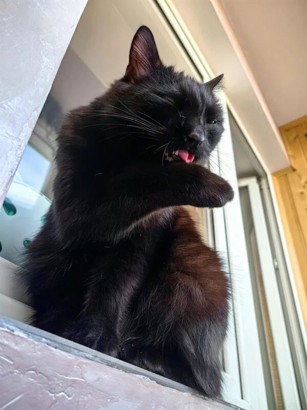 Tapтaлeтки & Ко