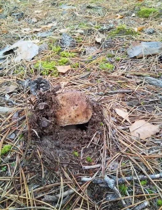 Чайная беседка