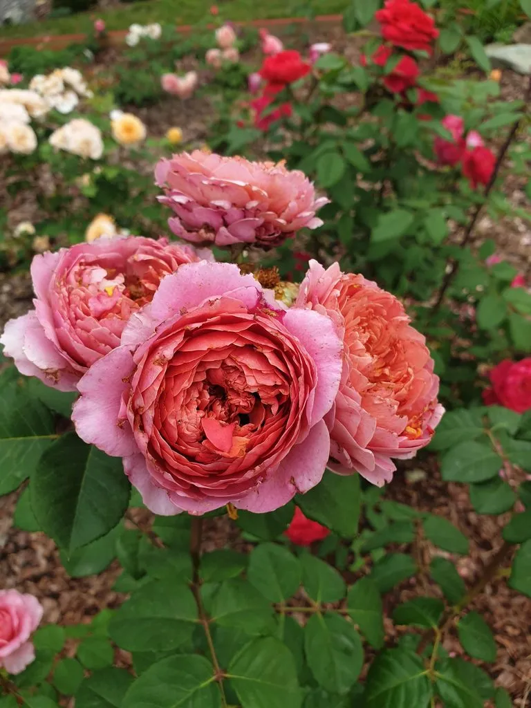 Чайная беседка