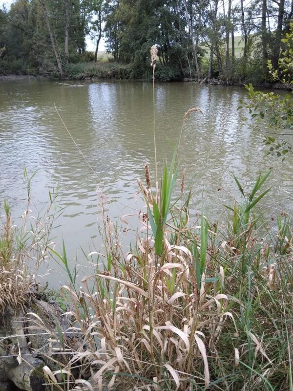 Чайная беседка