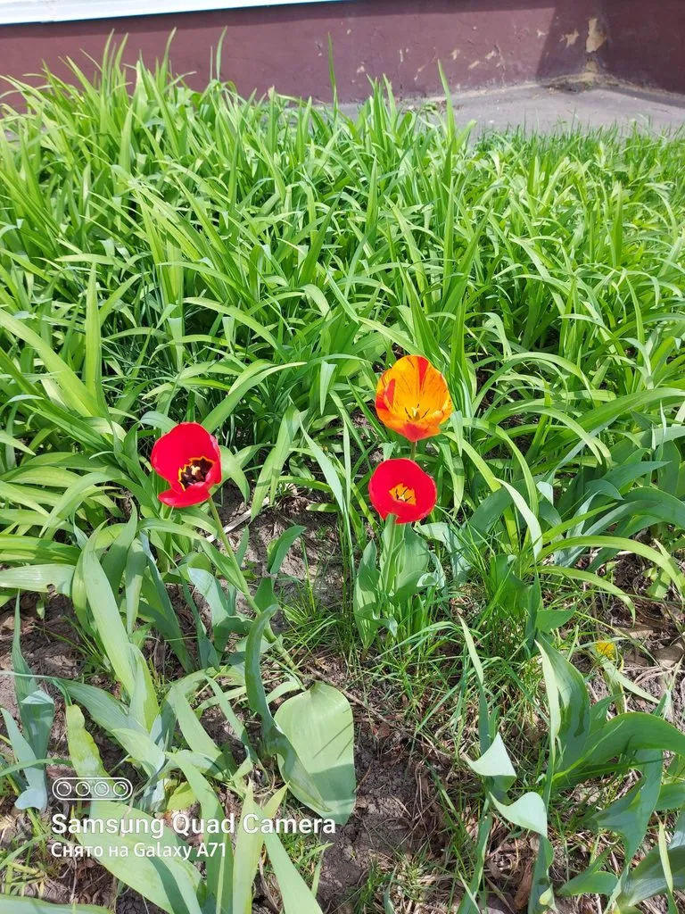 Чайная беседка