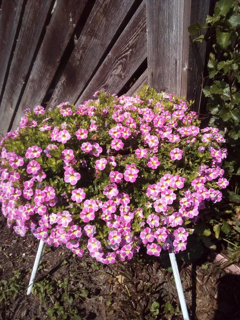 Чайная беседка