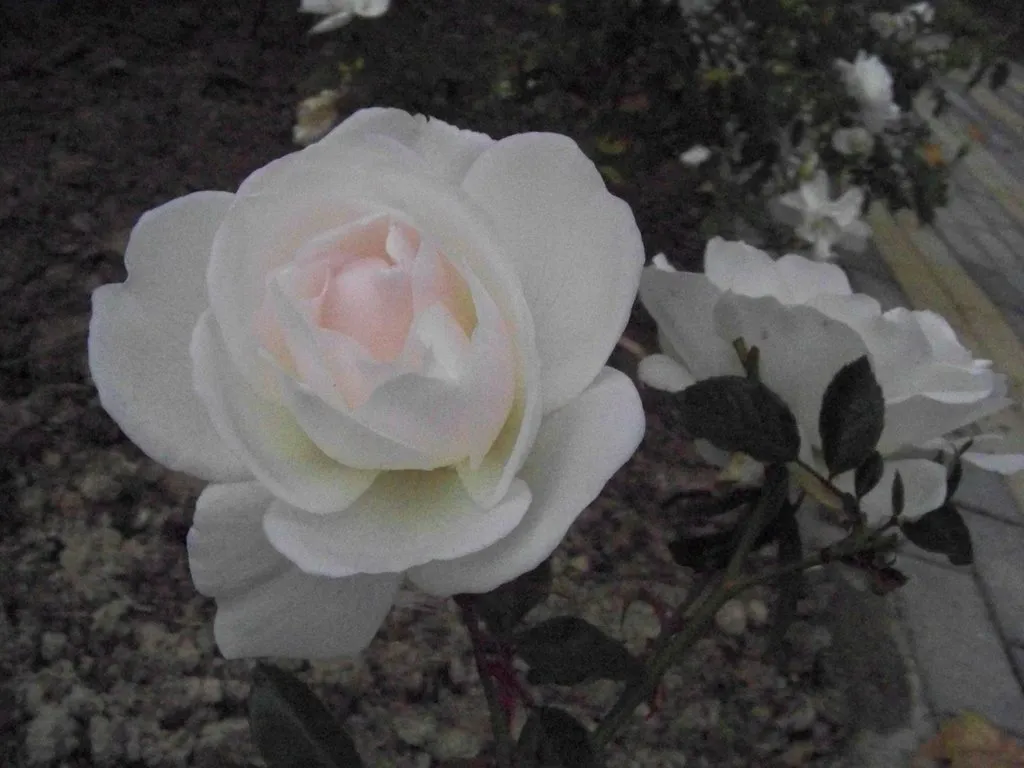 Чайная беседка