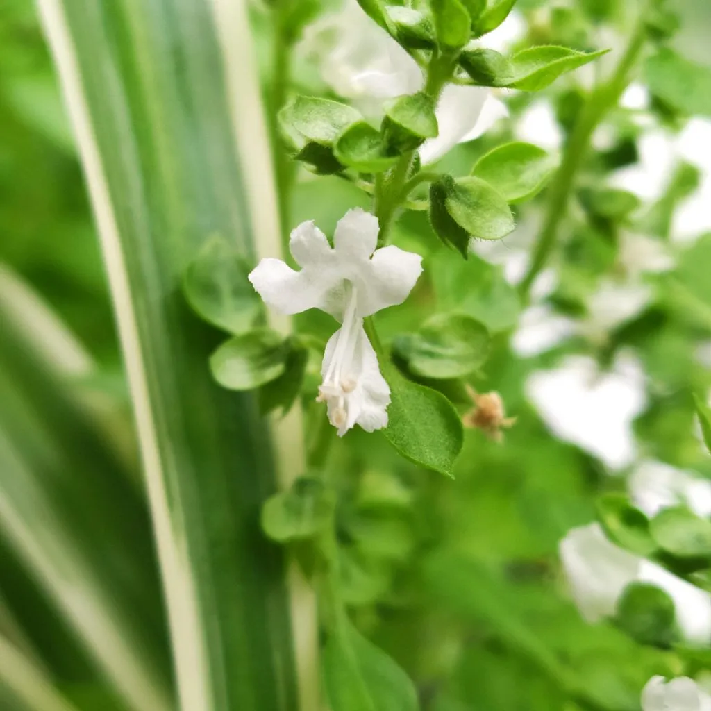 Чайная беседка