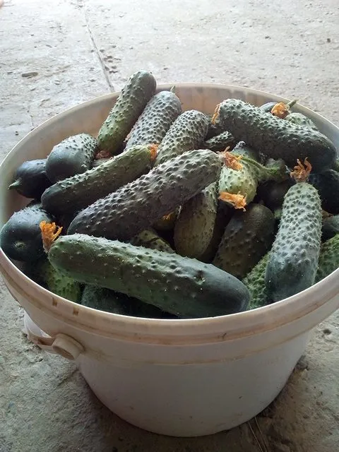 Пора выращивать рассаду