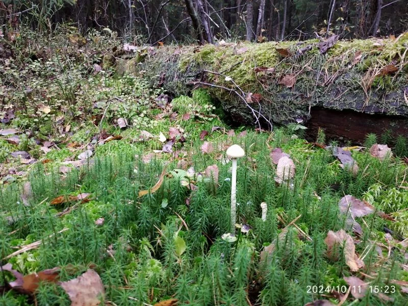 Чайная беседка