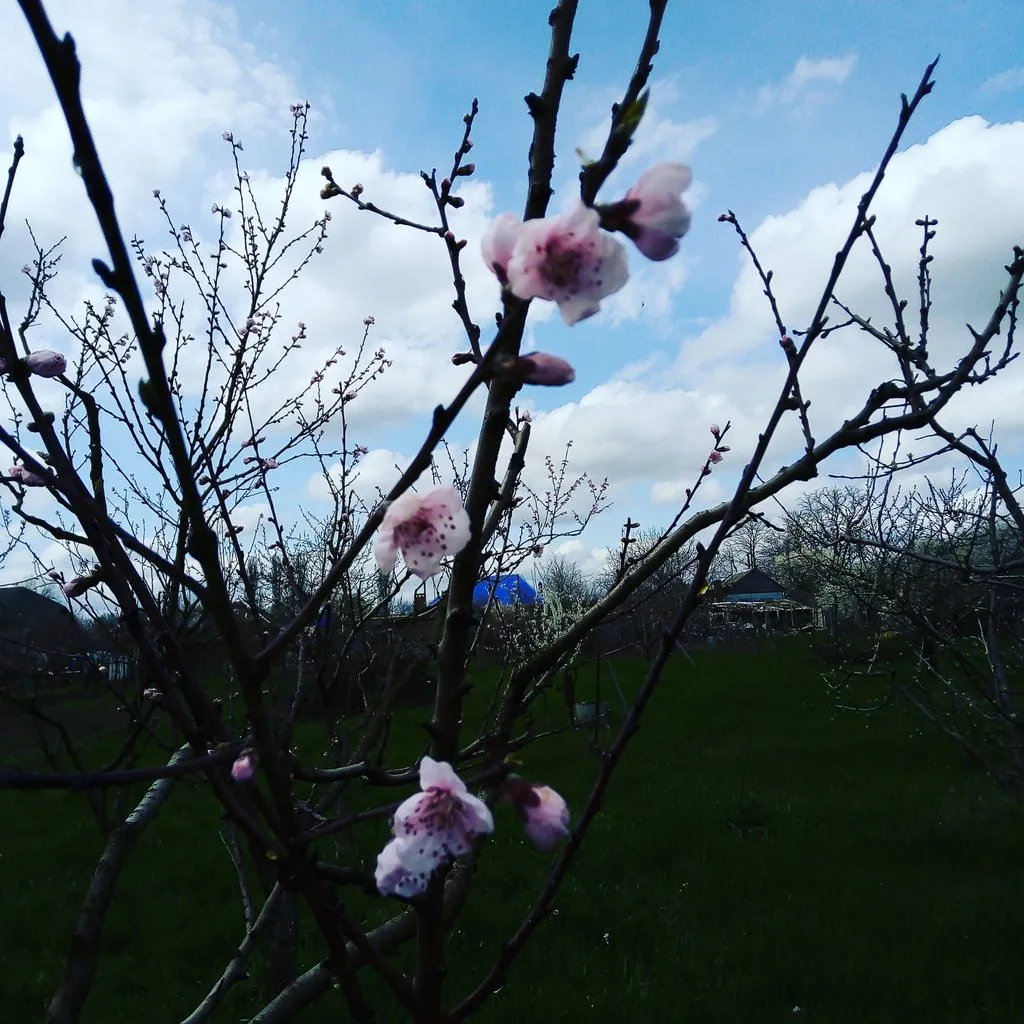 Tapтaлeтки & Ко