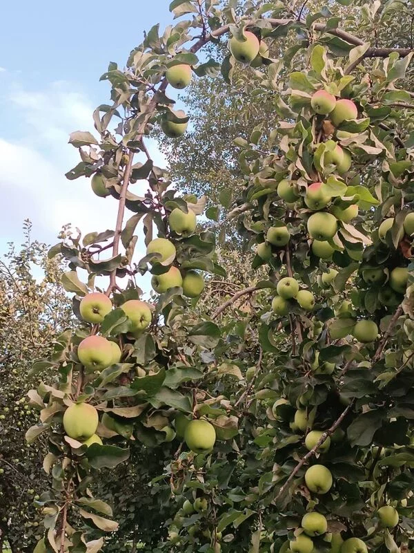 Коломенское