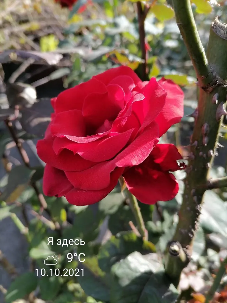 Чайная беседка