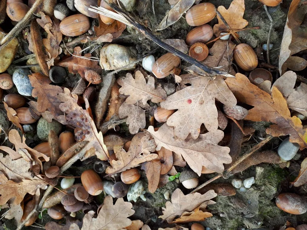 Чайная беседка