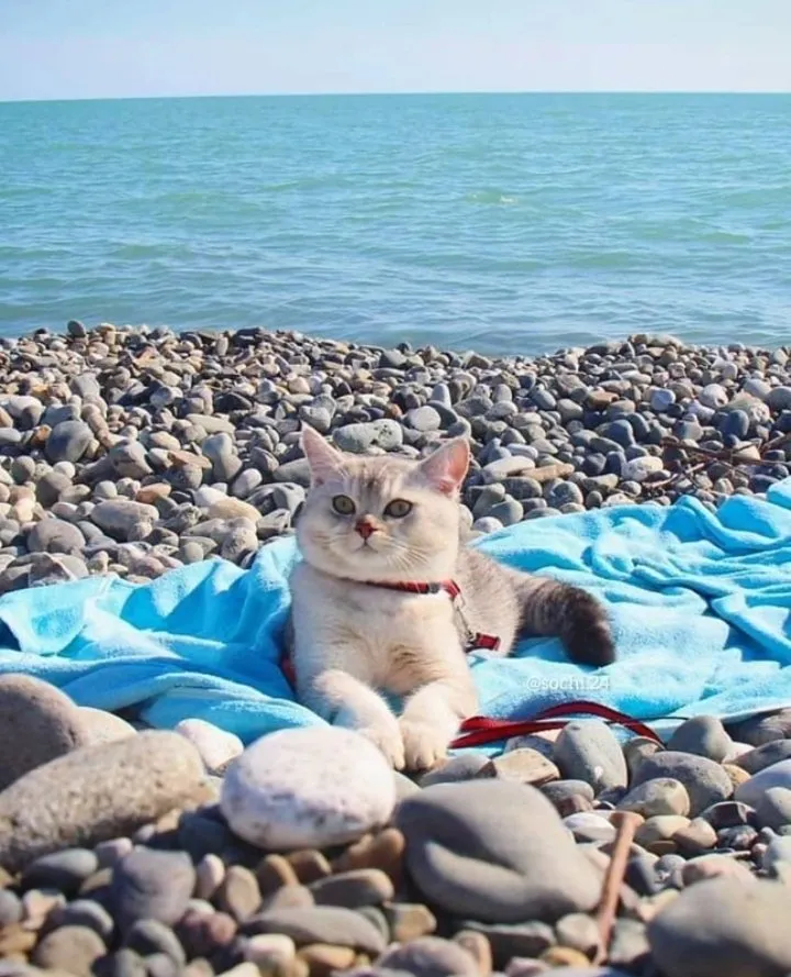 Кошичкина полиция