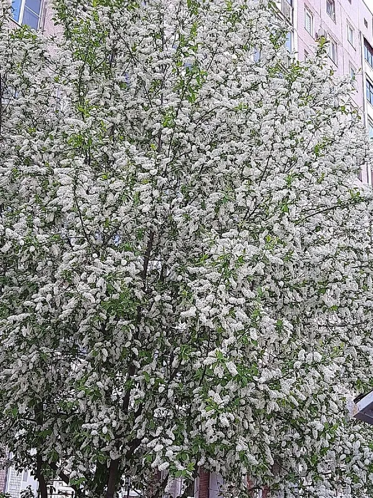 Кафе «У пани Сони»